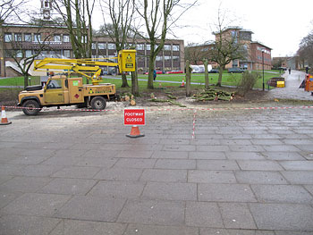 tree felling in Union Square