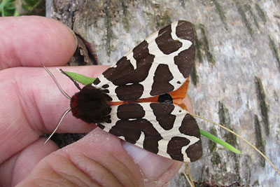 garden tiger moth