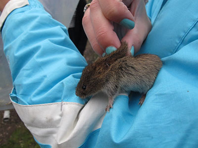 Bank Vole