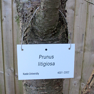 new style cherry label