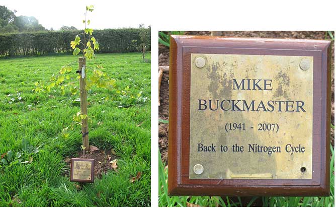 Mike Buckmaster tree and plaque