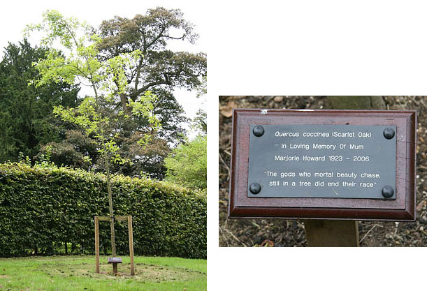 Marjorie Howard tree and plaque