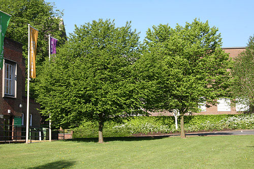 John Hall tree