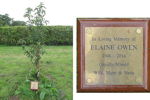 owen tree and plaque