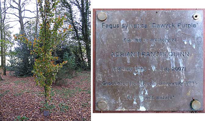 Francis Quinn tree and plaque