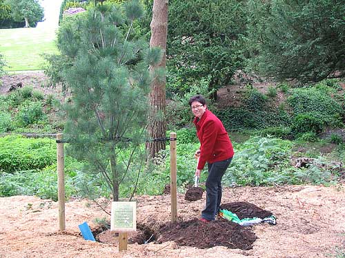 Alexander Robertson planting