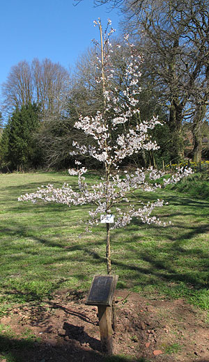 Alexander Robertson 2nd tree