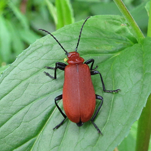 Cardinal Beetle