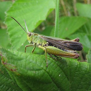 Grasshopper
