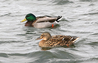 Mallard