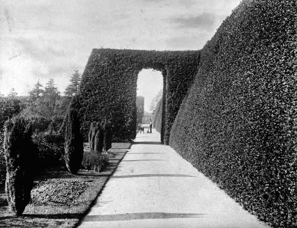 holly hedge in 1890s