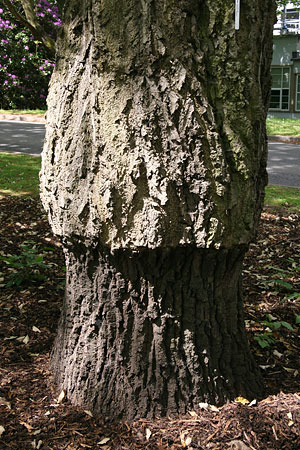 point-10-3 lucombe oak graft line