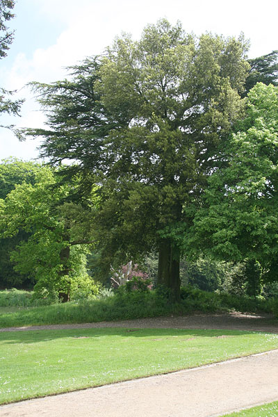 point-16-2 Holm Oak