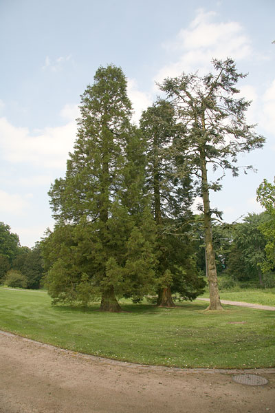 point-16 giant redwoods Keele Hall lawn