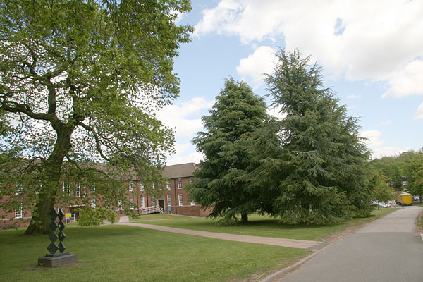 point-04 cherry tree walk with cedars
