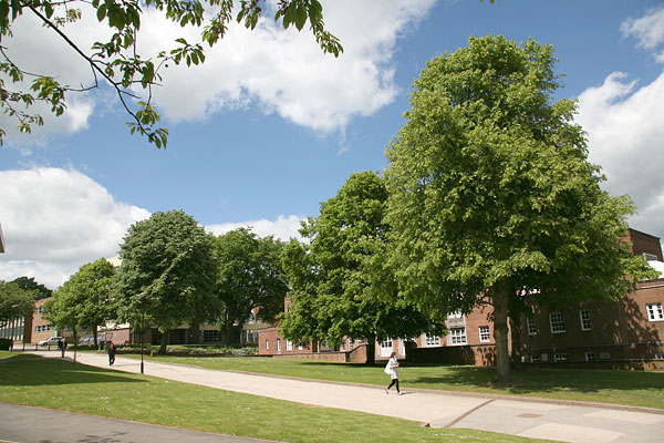 point-06 large-leaved limes by Walter Moberly