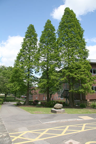 point-07 dawn redwood by william smith