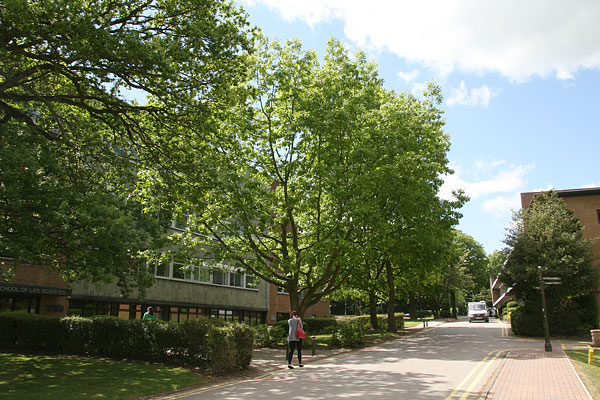 point-08 red oaks outside Huxley