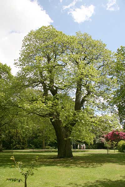 point-10 sweet chestnut