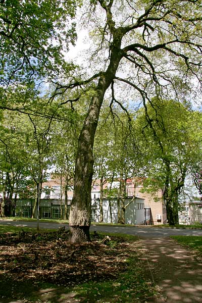 point-10-2 lucombe oak