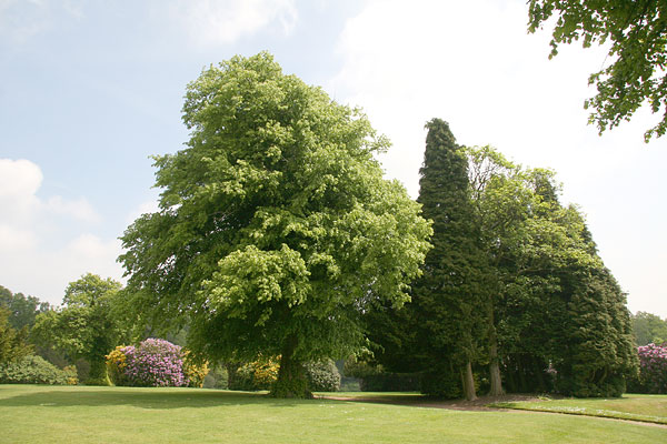 point-14 common lime