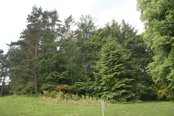 point-18 western Hemlock Keele Hall