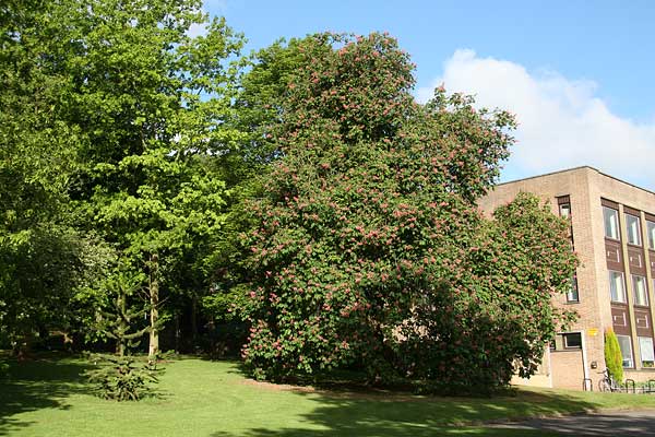 point-19 red horse-chestnut