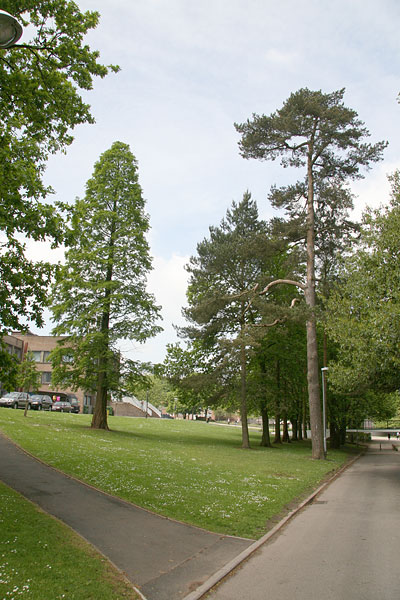 point-20 scots pine by library