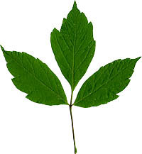 Ash-leaved Maple leaf