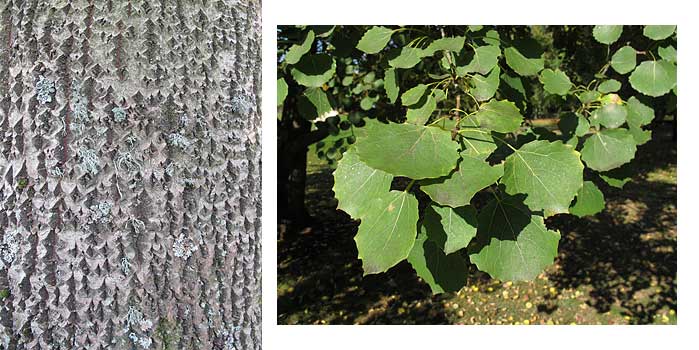 Aspen bark and leaf