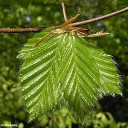 beech leaf spring