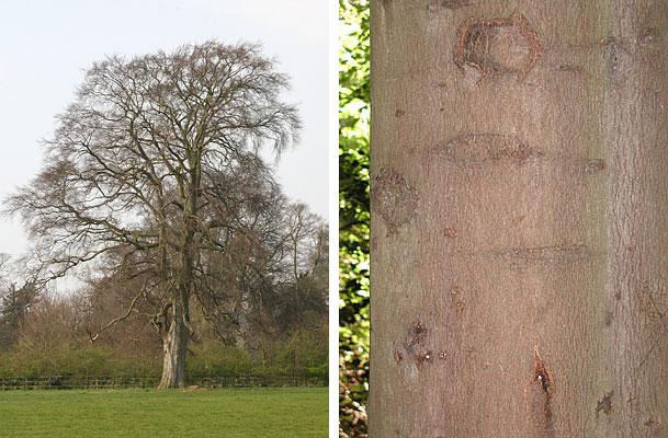 Beech tree and bark