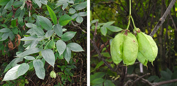 Bladdernut leaf and fruit