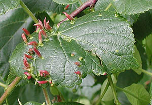 Common Lime nail galls