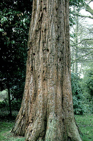 Giant Redwood trunk