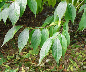 Gutta-percha Tree