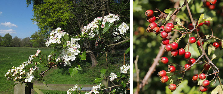 Hawthorn flower and fruit