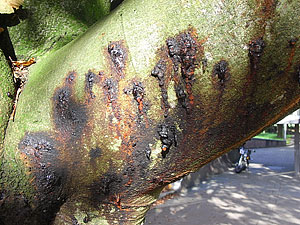 Horse-chestnut bleeding canker