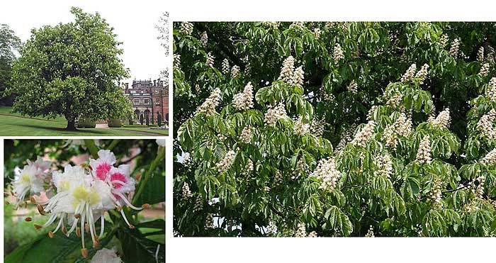 Horse-chestnut flowers and tree