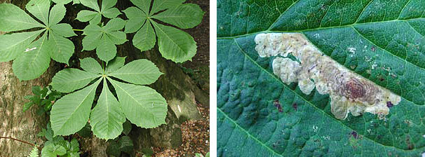Horse-chestnut leaf and mine