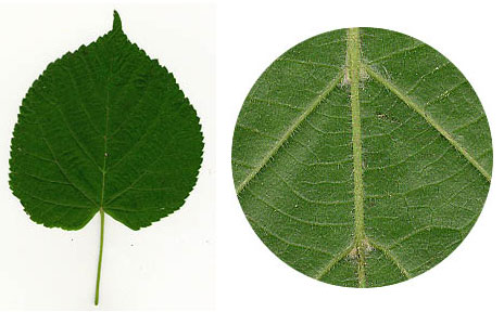 Large-leaved Lime leaves