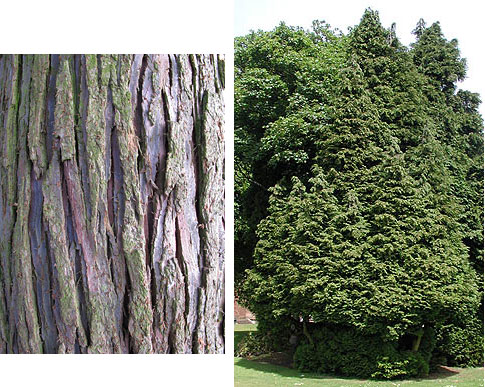 Lawson Cypress tree and bark