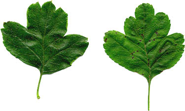 Midland Hawthorn leaf
