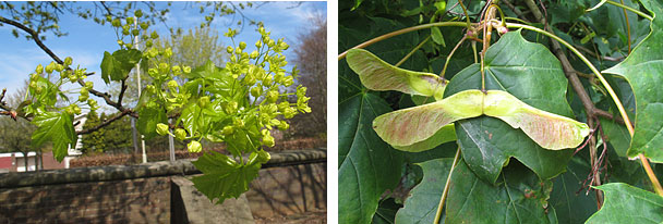 Norway Maple seed and flower