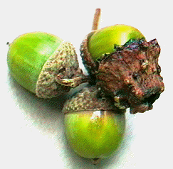 Pedunculate Oak - knopper gall