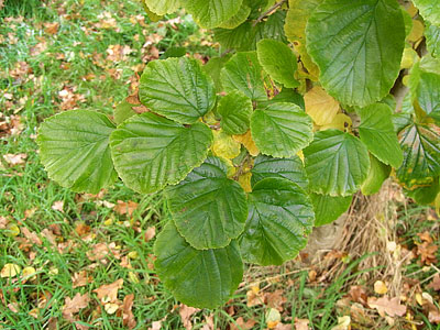 Parrotiopsis leaf