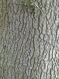 Pedunculate Oak bark