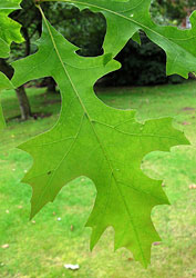 Pin Oak leaf