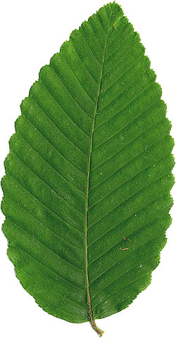 Rauli leaf