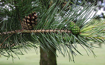 Scots Pine leaf and cone